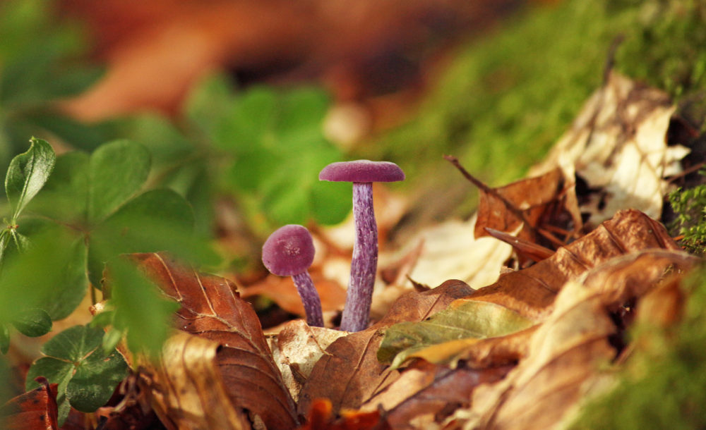 mushrooms