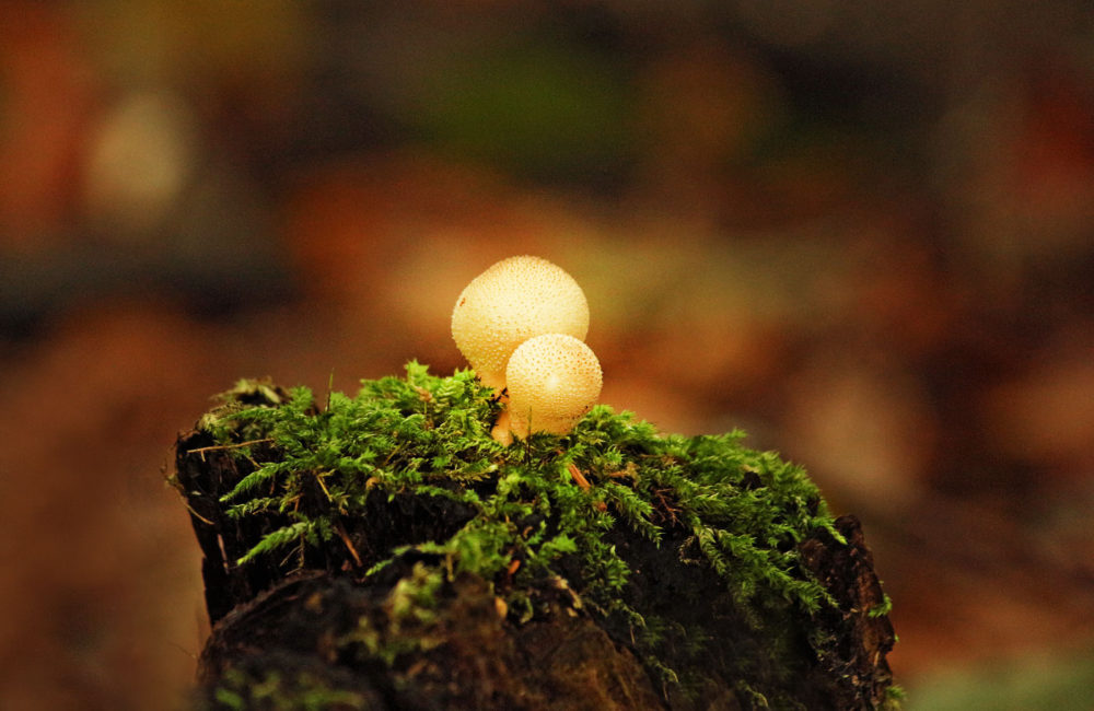paf mushroom