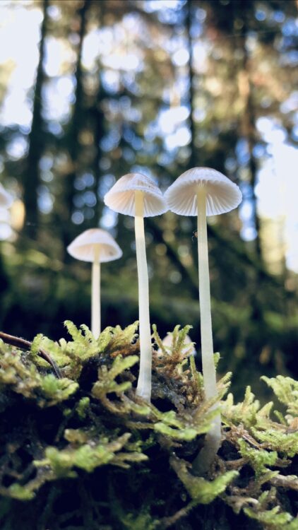 mushroom picking