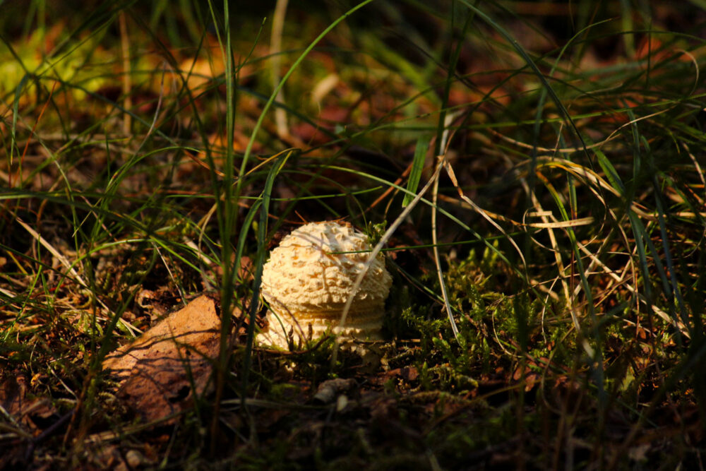 mushroom picking