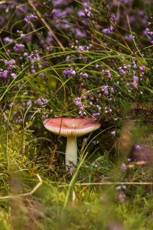 mushroom harvesting