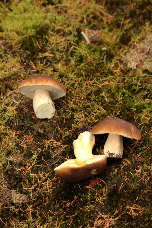 mushroom harvesting