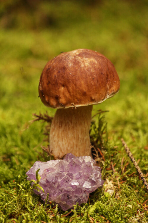 mushroom harvesting